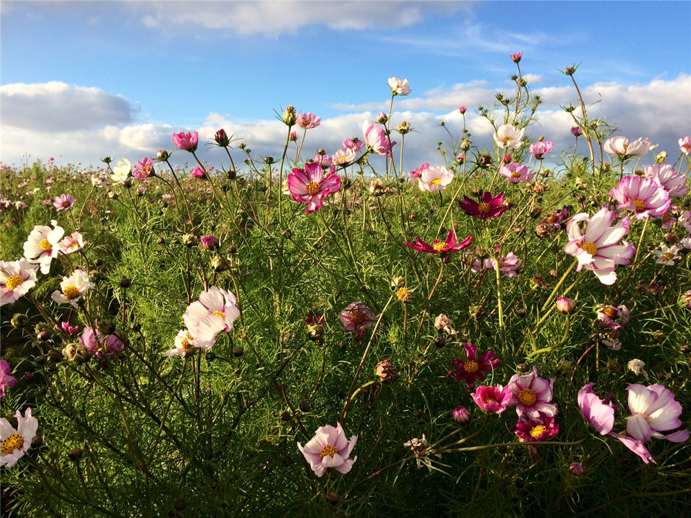 Dasiphora Flowers