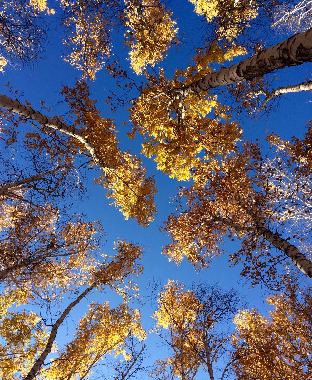 Silver Birch